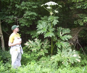 Giant HogWeed Hazard